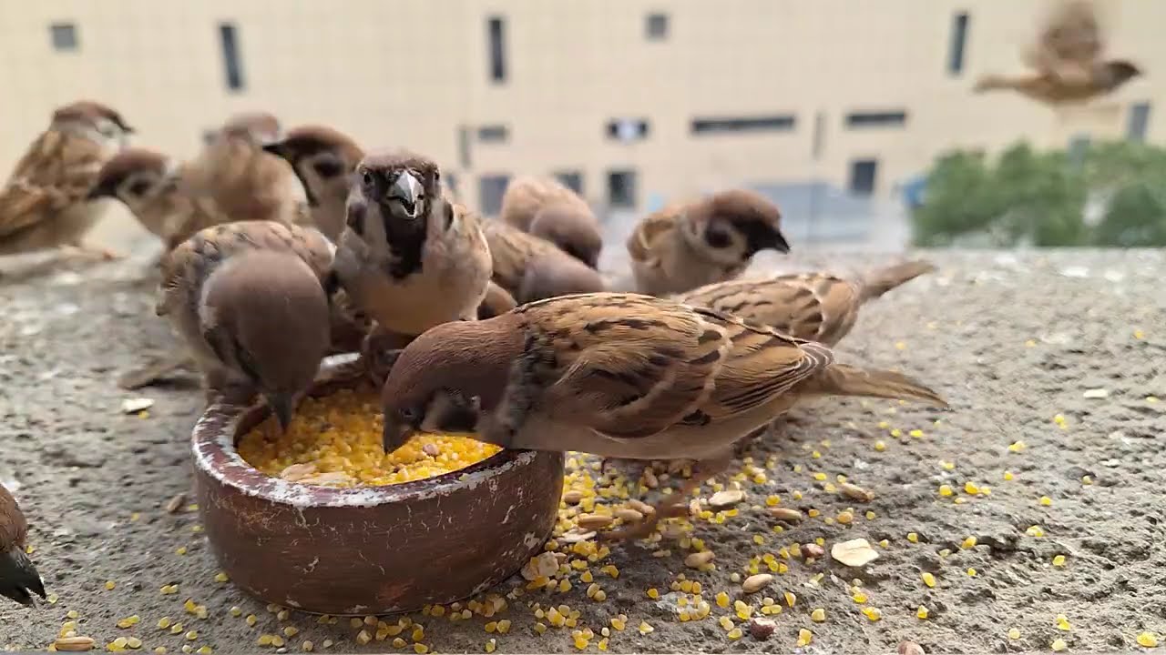 Sparrows Feeding on My Window Ledge | Afternoon