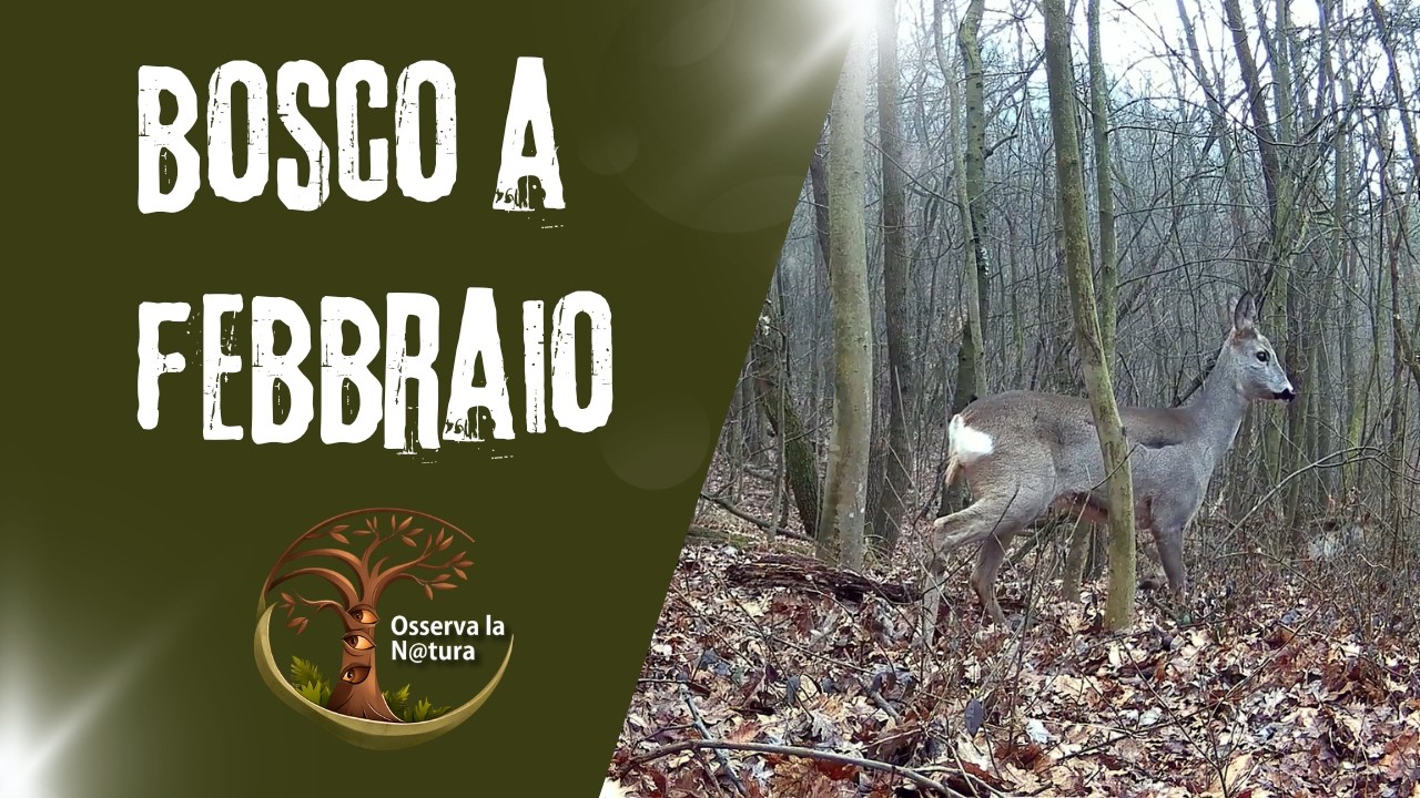 Boschi del Monferrato a febbraio