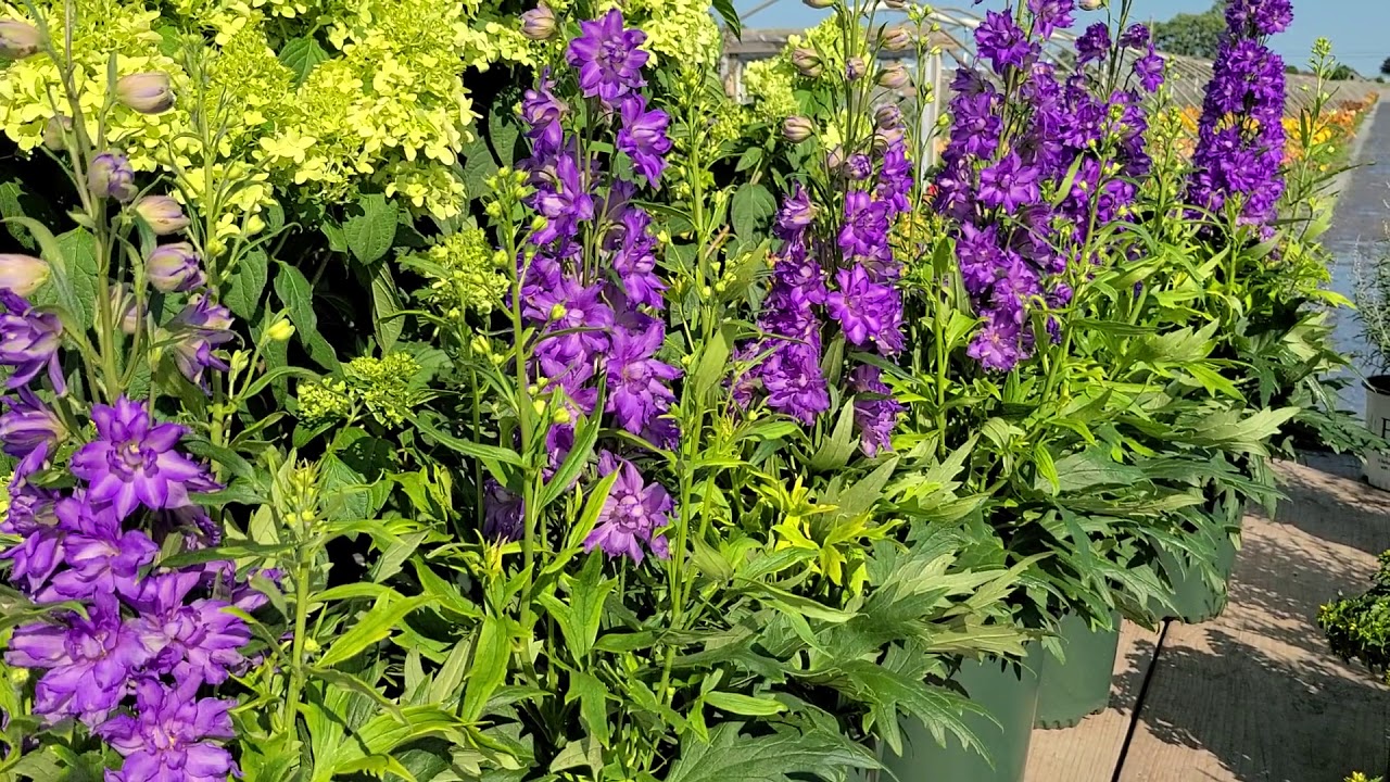 Delphinium DELGENIUS® Breezin // NEW & Promising Series of Delphiums that we are TRIALING Now!