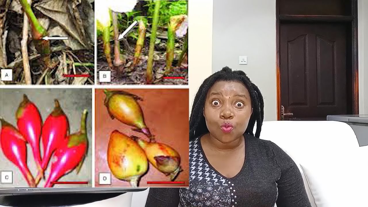Eddagala Lya Herbal Elikola nga Vayagula 100%  Natural Ozina Emana Omukazi Nasiima