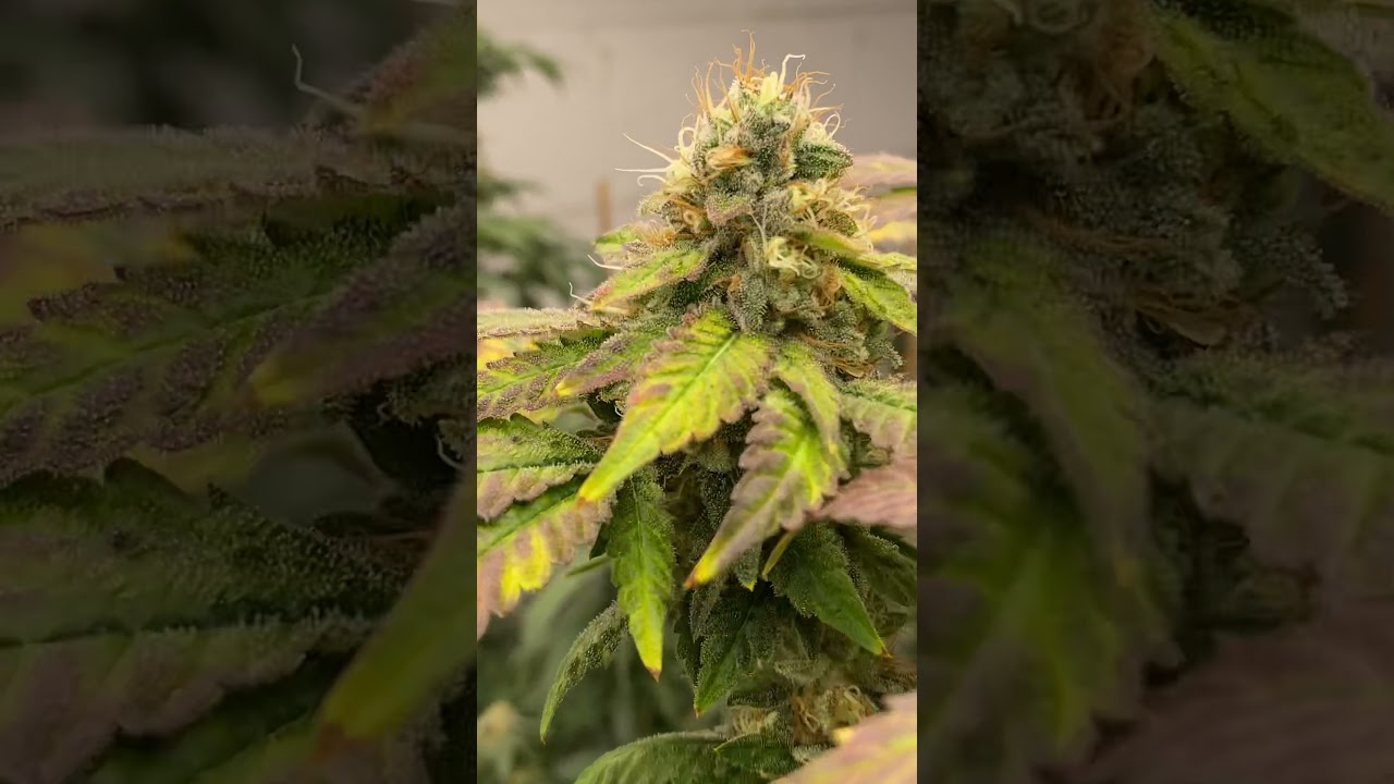 Roi e720 - hybrid x680pro grow series 11/27/20