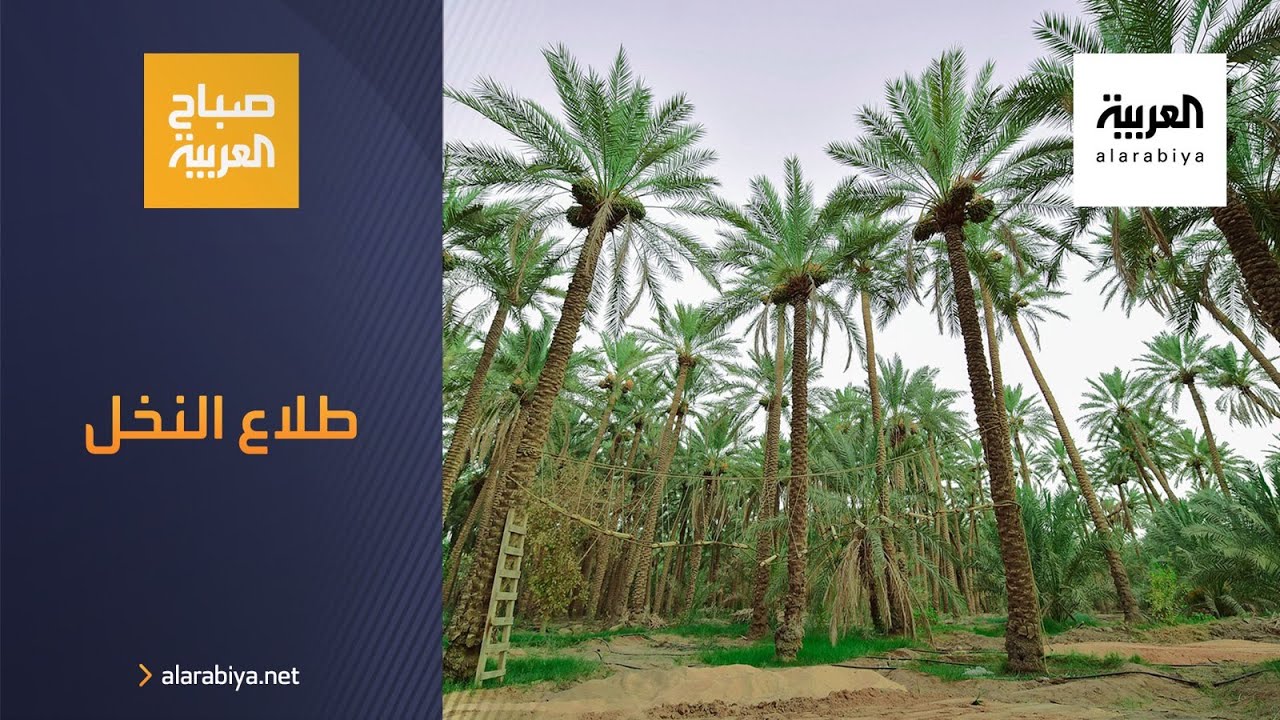 صباح العربية | مهنة 