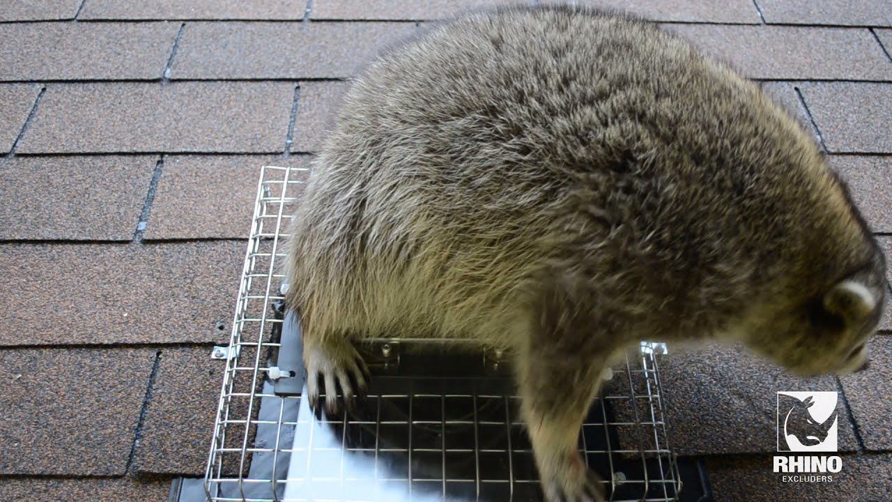 Rhino Excluders™ One Way Doors for humane removal of nuisance wildlife