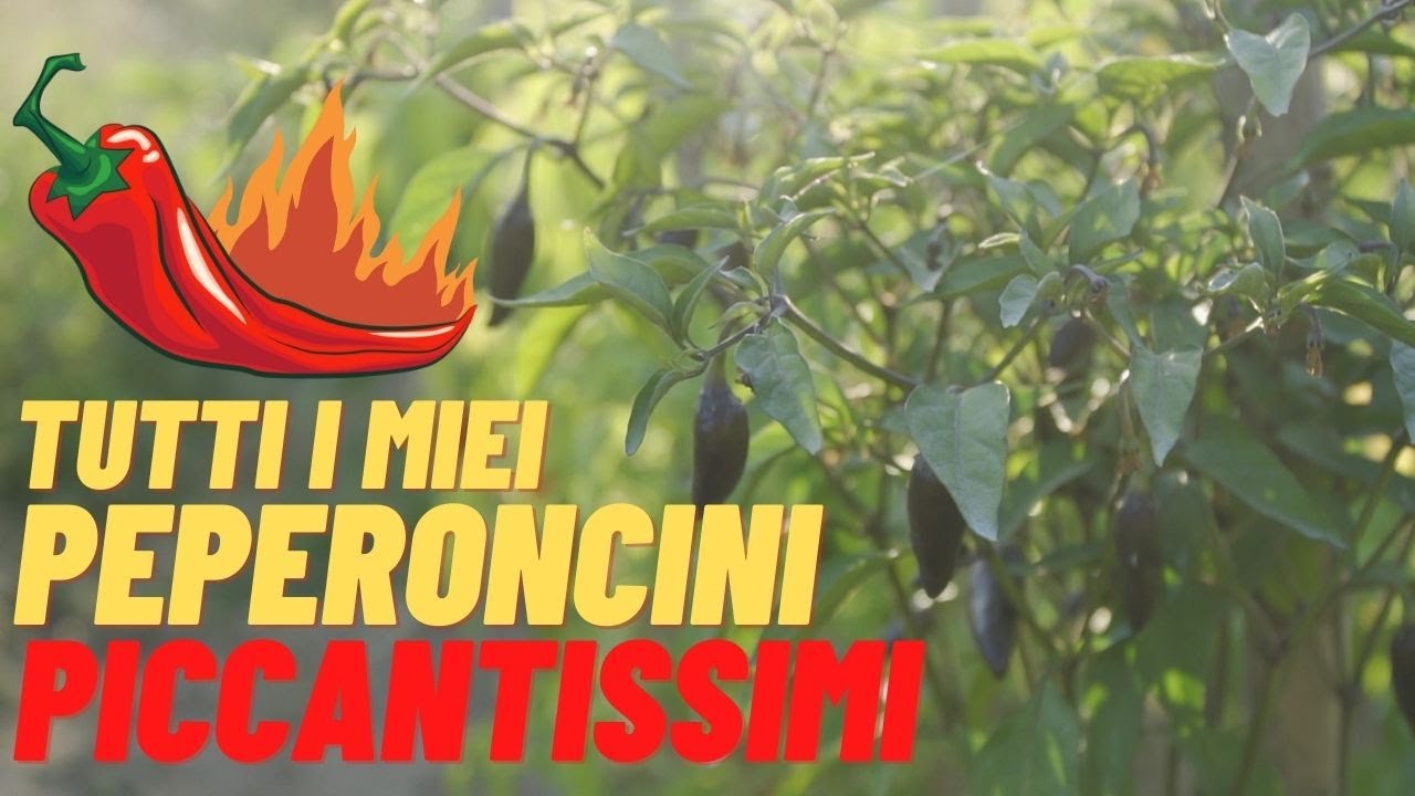 I MIEI PEPERONCINI DAL PIÙ DOLCE AL PIÙ PICCANTE | CONSIGLI UTILI SULLA COLTIVAZIONE DEL PEPERONCINO