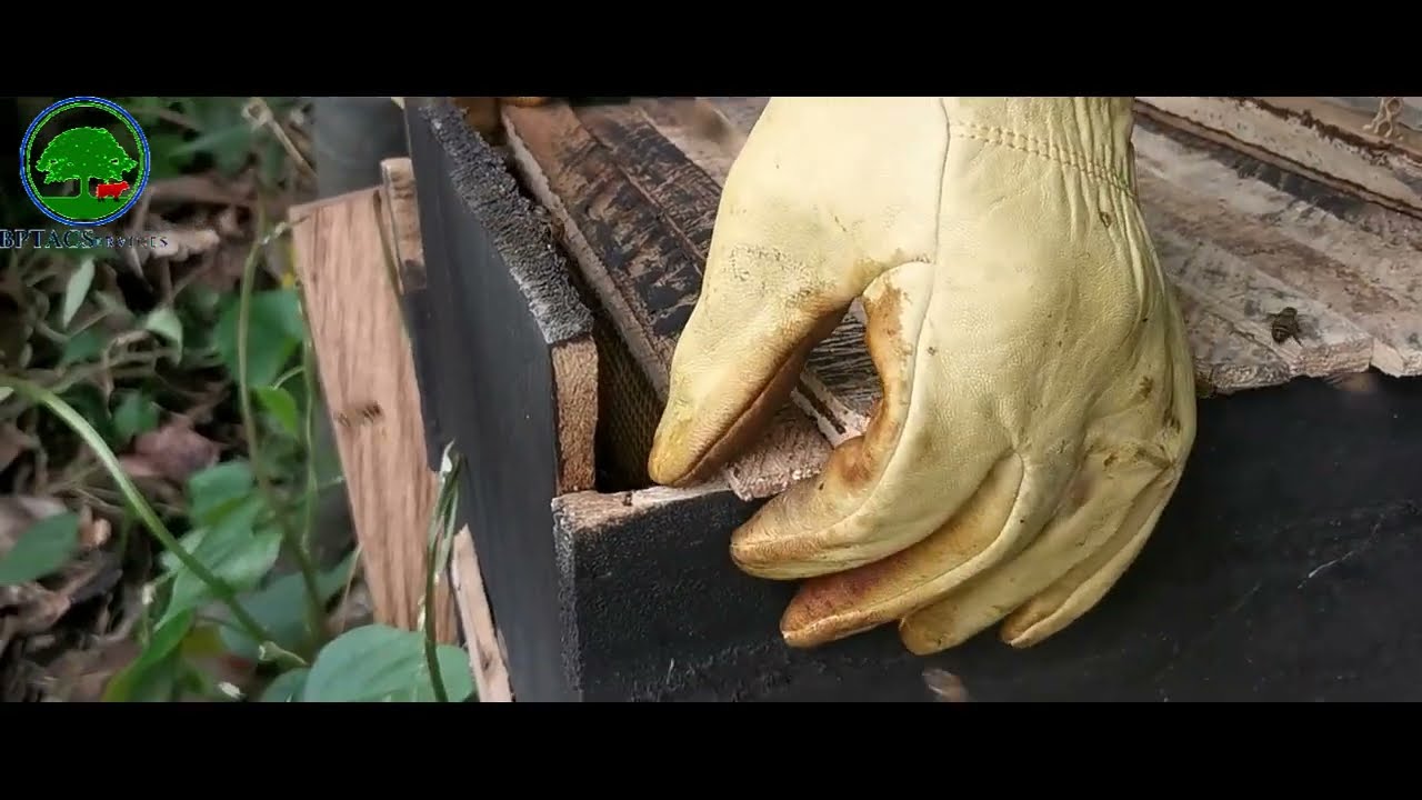 Comment nous r&eacute;coltons le miel en pleine nature @BPTACServices @mundoapicola