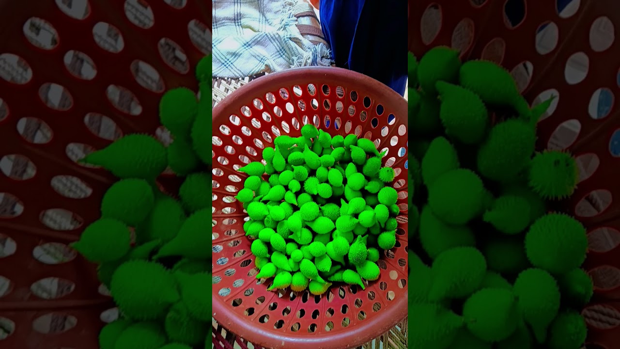#kankoda @Mixapvideo #sakha #protein