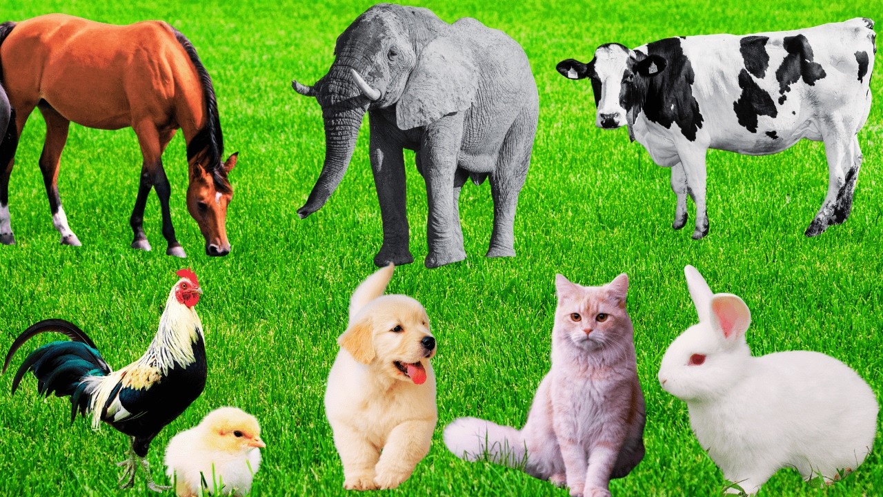 Happy Farm Animals: Sheep, Horse, Rabbit, Elephant, Goat, Puppy, Cat, Kitten - Animal Sound