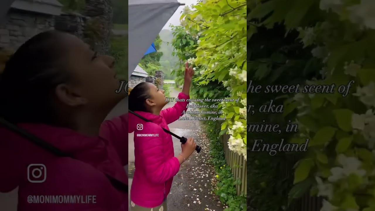 Joy thats Beli Flower - Arabian jasmine 🌸 | Lake District | Grasmere 2024