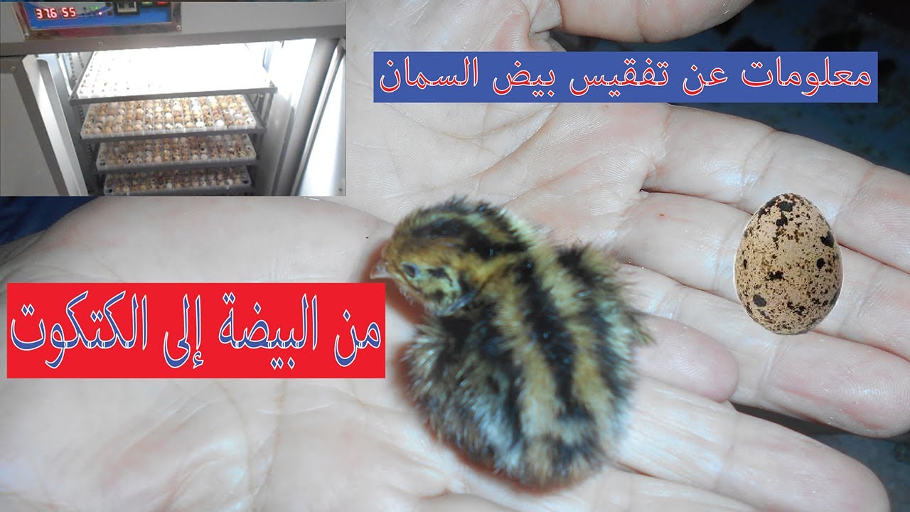 طريقة تفقيس 🐣 بيض 🐣 السمان