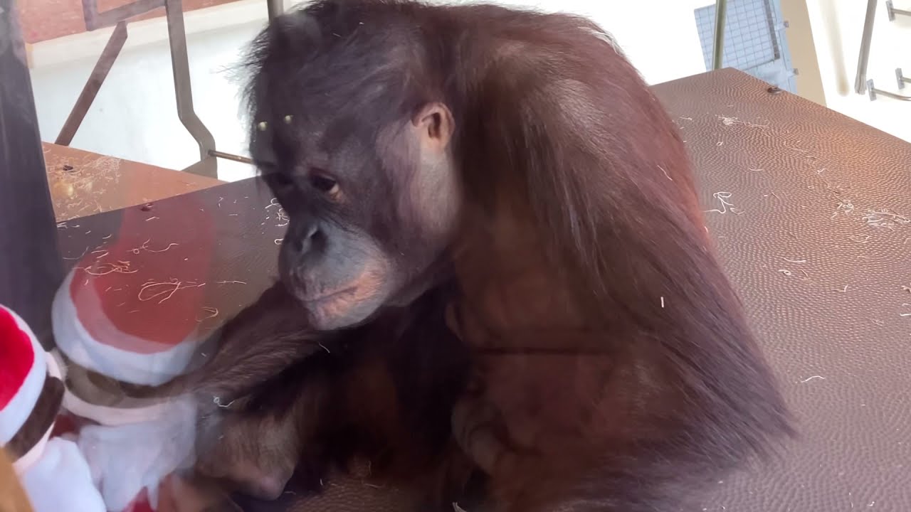 Two Orangutan 🦧 🦧 gets in a fight