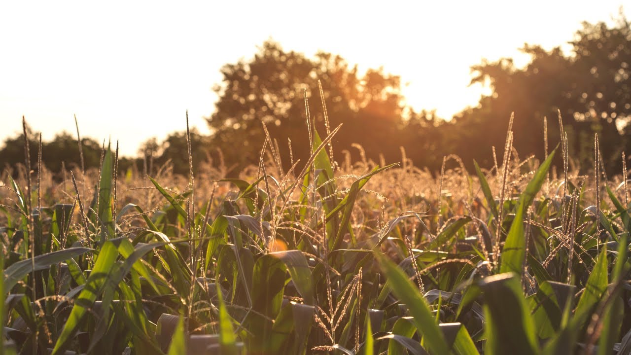 Welcome to the Auburn College of Agriculture