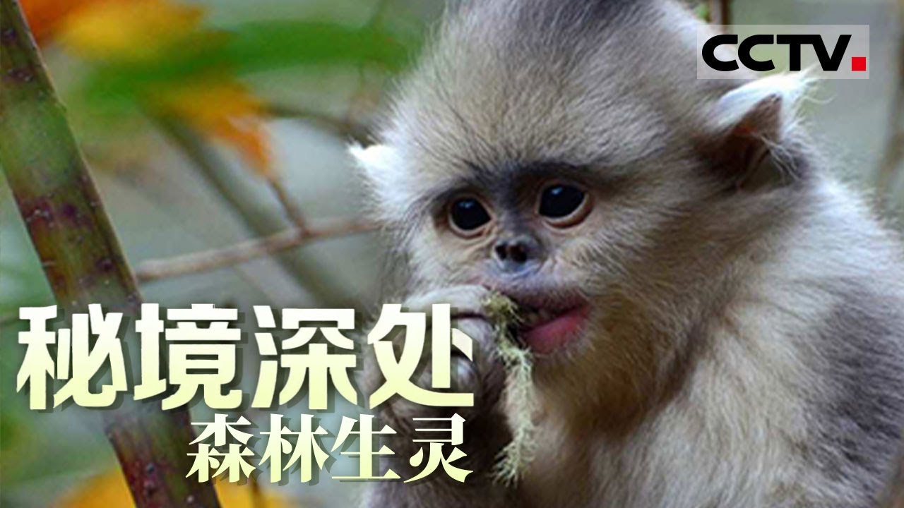 《秘境深处》森林生灵：滇金丝猴图图成年在即 它要离开家庭开始自己的勇者之路！【CCTV纪录】