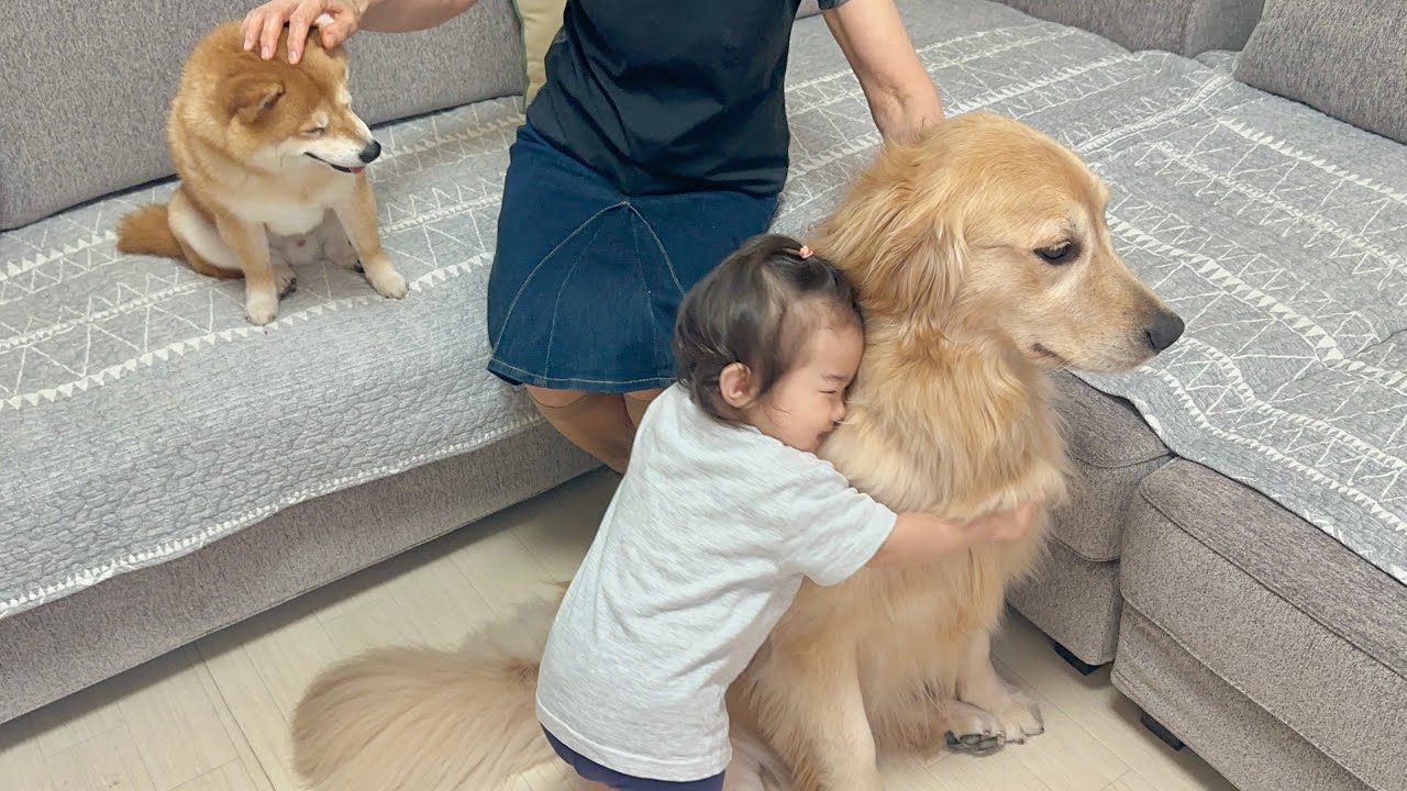バイバイというとお別れだと勘違いした1歳児に必死に引き留められるゴールデンレトリバー