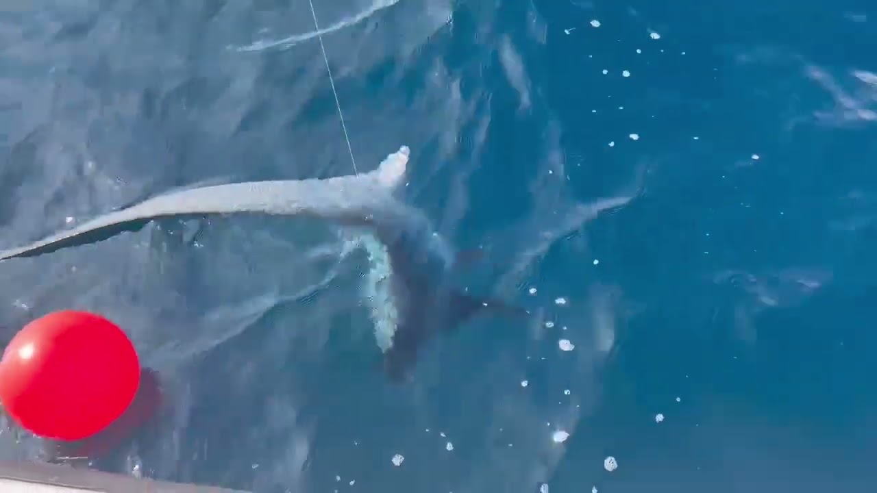 Due squali volpe abboccano alla lenza al largo di Grado (poi vengono liberati)