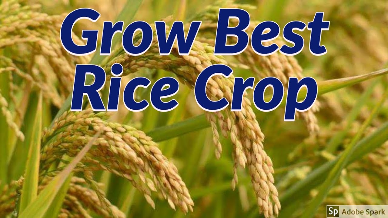 How to Increase Yield of Rice Crop?
