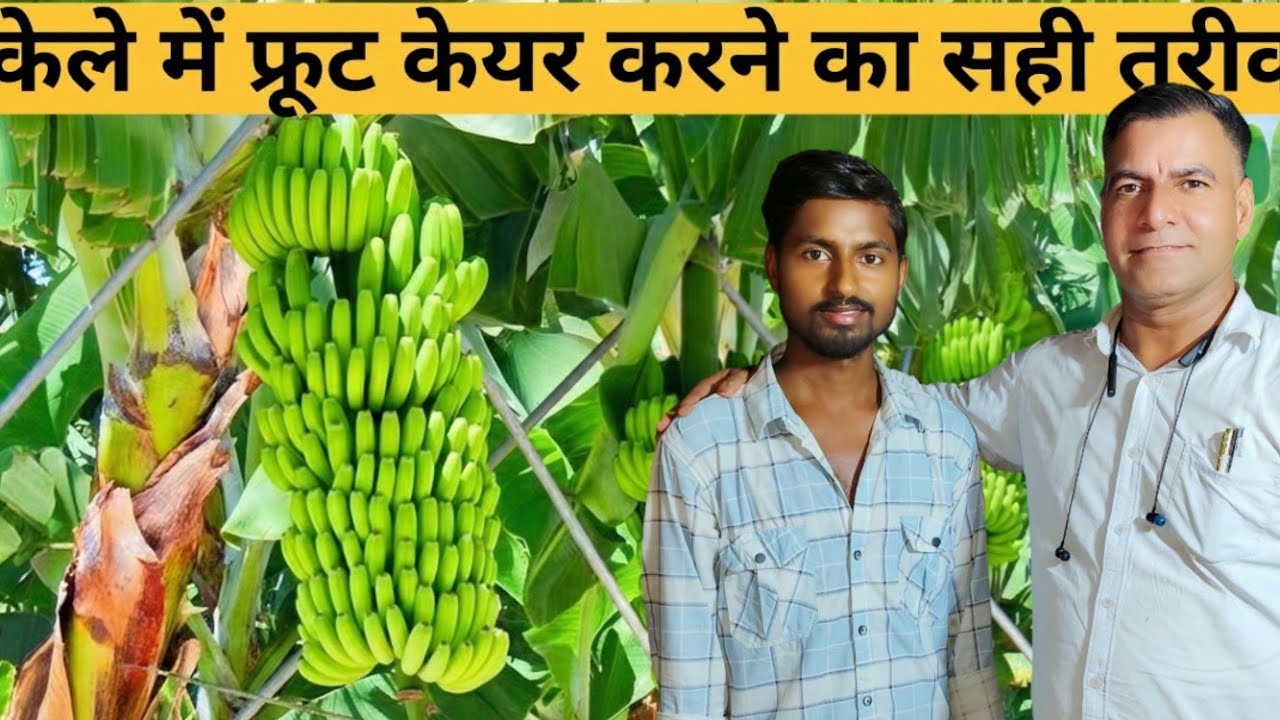 केला की खेती कैसे करें  Banana fruit Care & Banana Farming Indianfarmertak / Kele Ki Kheti ki jankar