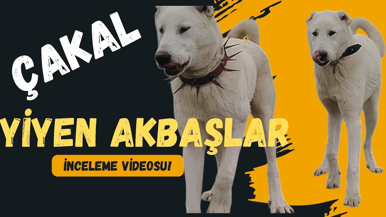 ÇAKAL YİYEN AKBAŞLAR!!!(Akbas Protecting the Sheep) 