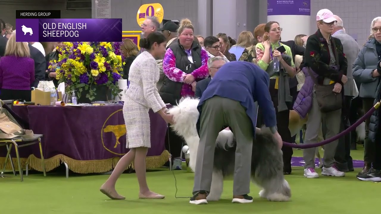 Old English Sheepdogs | Breed Judging 2025