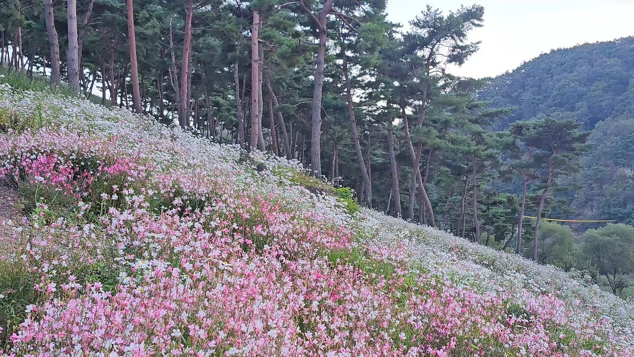 정읍의 귀부인 구절초 사랑(Berian Chrysanthemum)~
