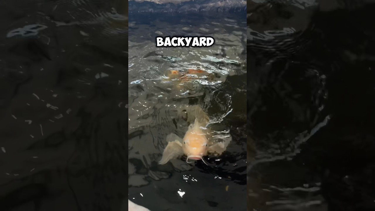 🐠 Я нашел огромного 30-летнего кои #koi #koifishpond #koifish