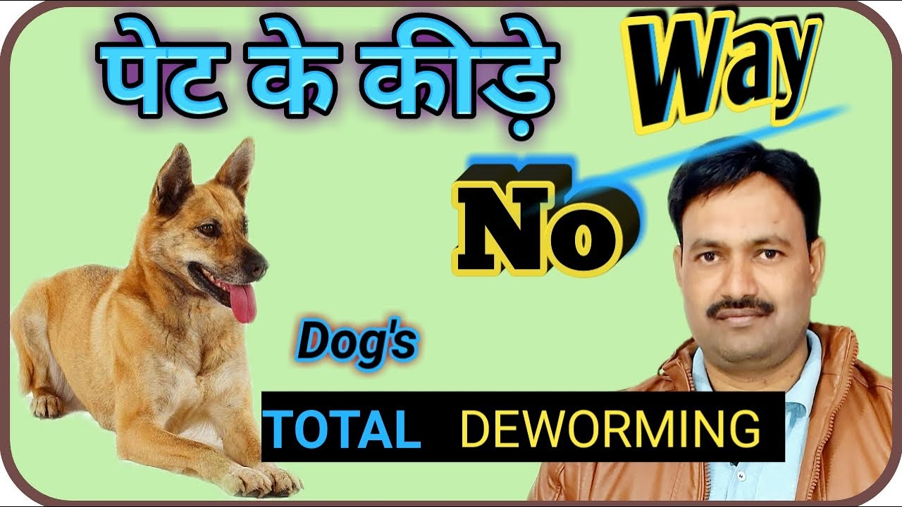dog ke pet me kide ki dawa कुत्ते के पेट में कीड़े का इलाज dog ki deworming kaise kare 100%