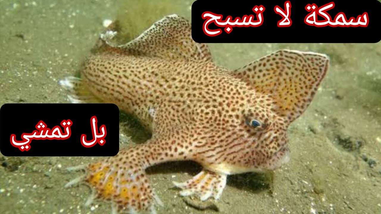 #هل رأيت #سمكة تمشي#في عمق المحيط بدل ان تسبح#ليست أسطورة بل حقيقة