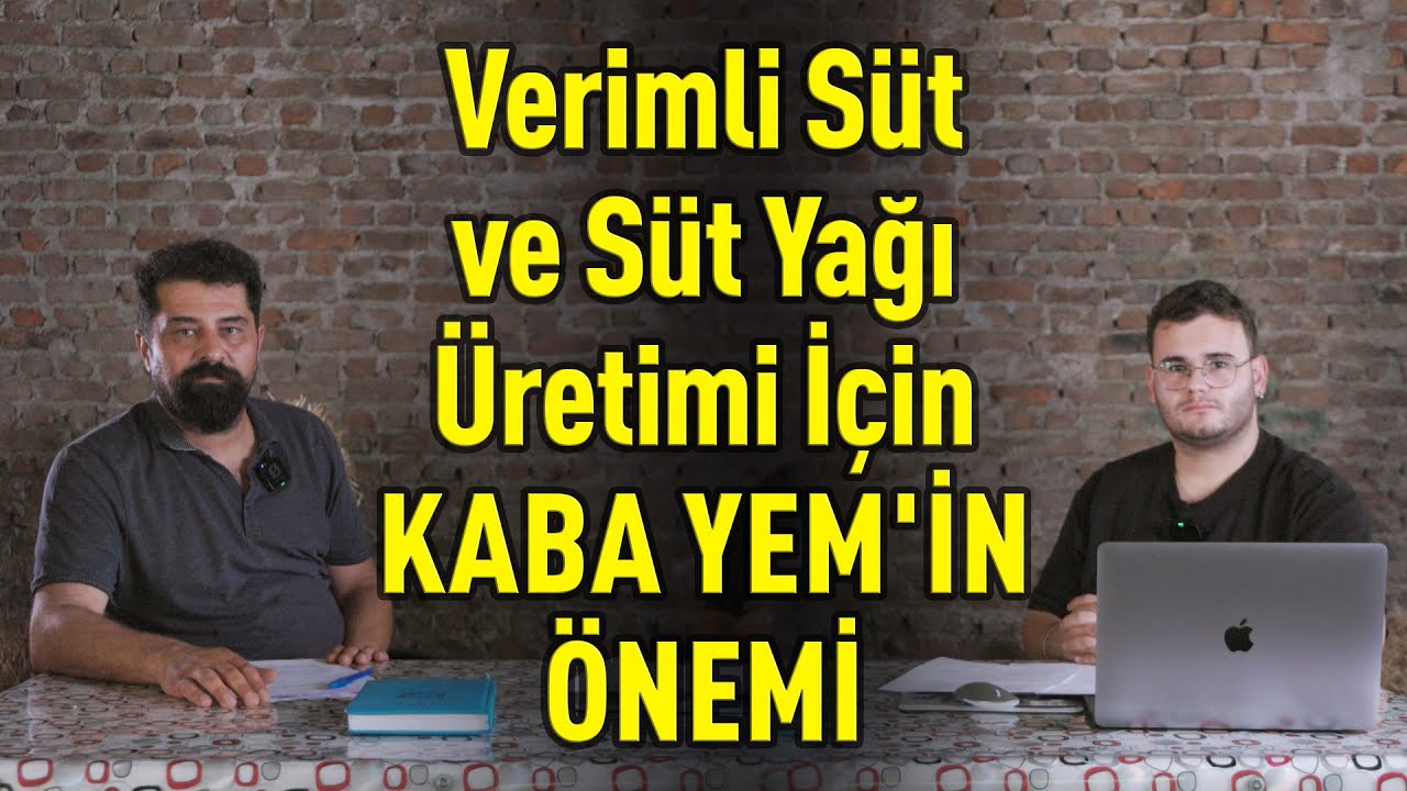 Verimli Süt ve Süt Yağı Üretimi İçin Kaba Yem'in Önemi! 🐄🥛