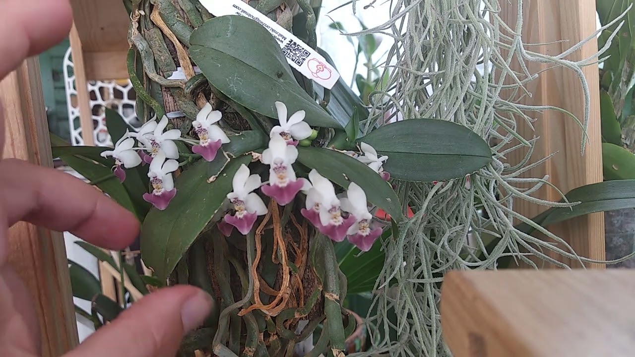 Phalenopsis parishii, первое домашнее цветение. Июль 2022
