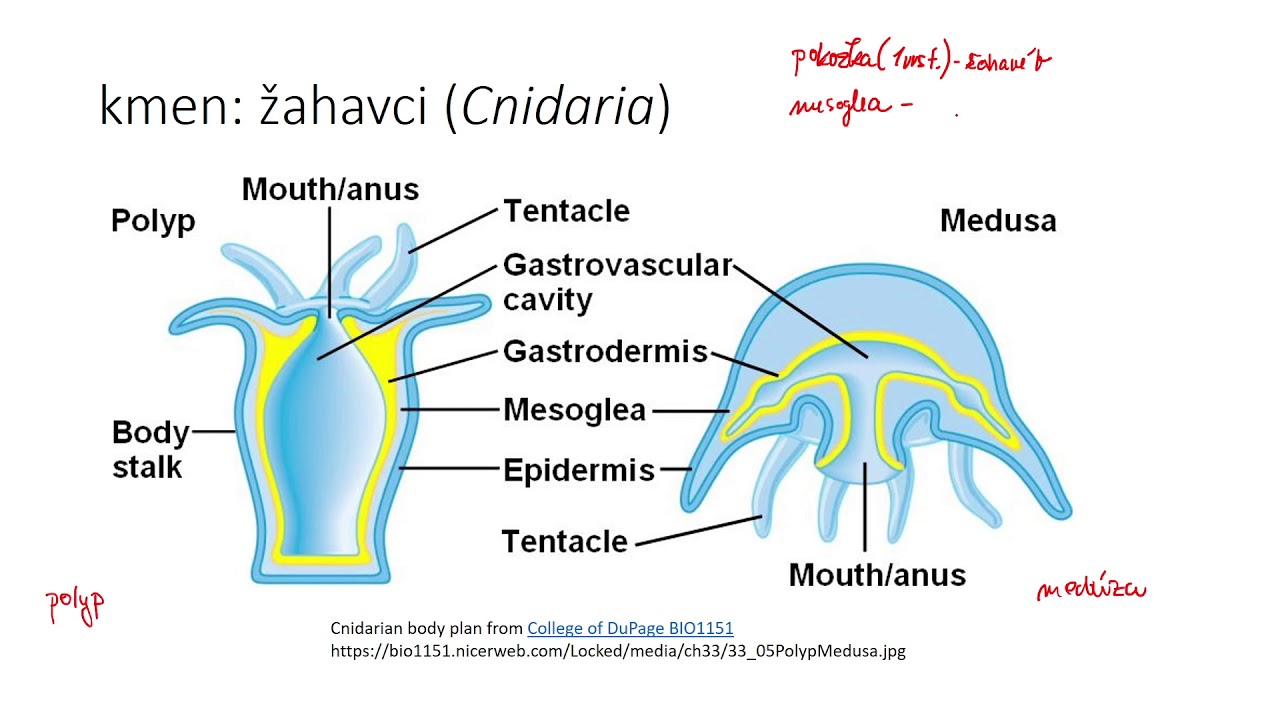 Žahavci I - charakteristika
