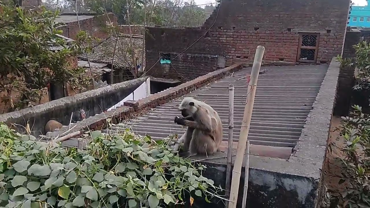 monkey vlog video 🌿🌲🙊🐒🙉🙉