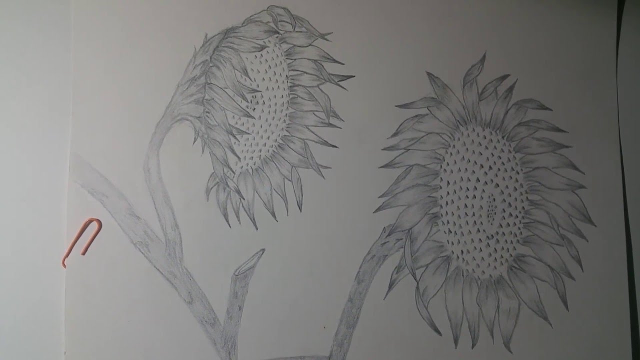 jirasol Drawing girasol a l&aacute;piz