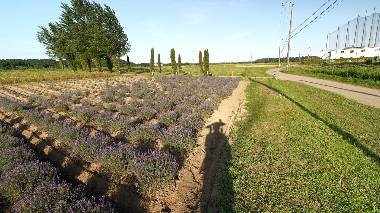 【4K】Сакура с кошками, лавандой и, конечно, зелёным чаем.