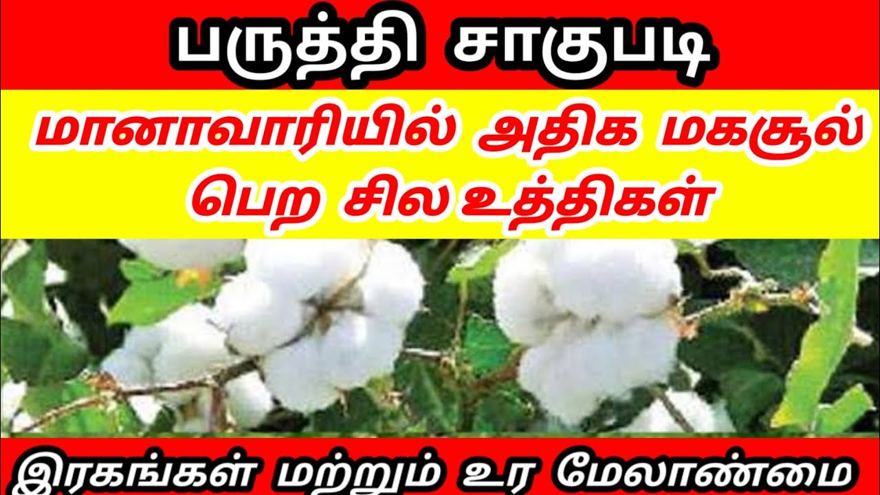 பருத்தி சாகுபடி மானாவாரிக்கு ஏற்ற இரகங்கள் / Cotton cultivation / Uzhavar Ulagam