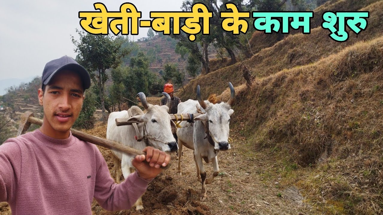 आज से खेती बाड़ी के काम शुरू 🤓 || pahadi lifestyle #vlog  | sachin Rawat ?