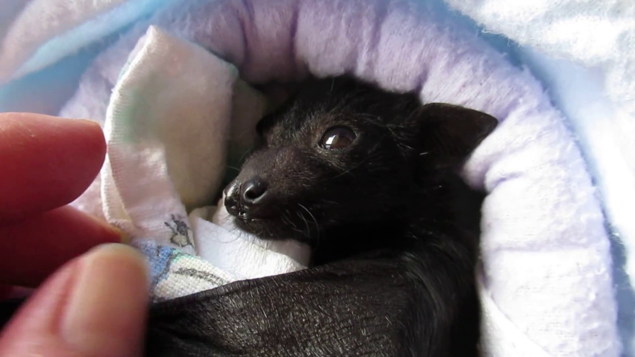 Orphaned baby bat cries for her mum