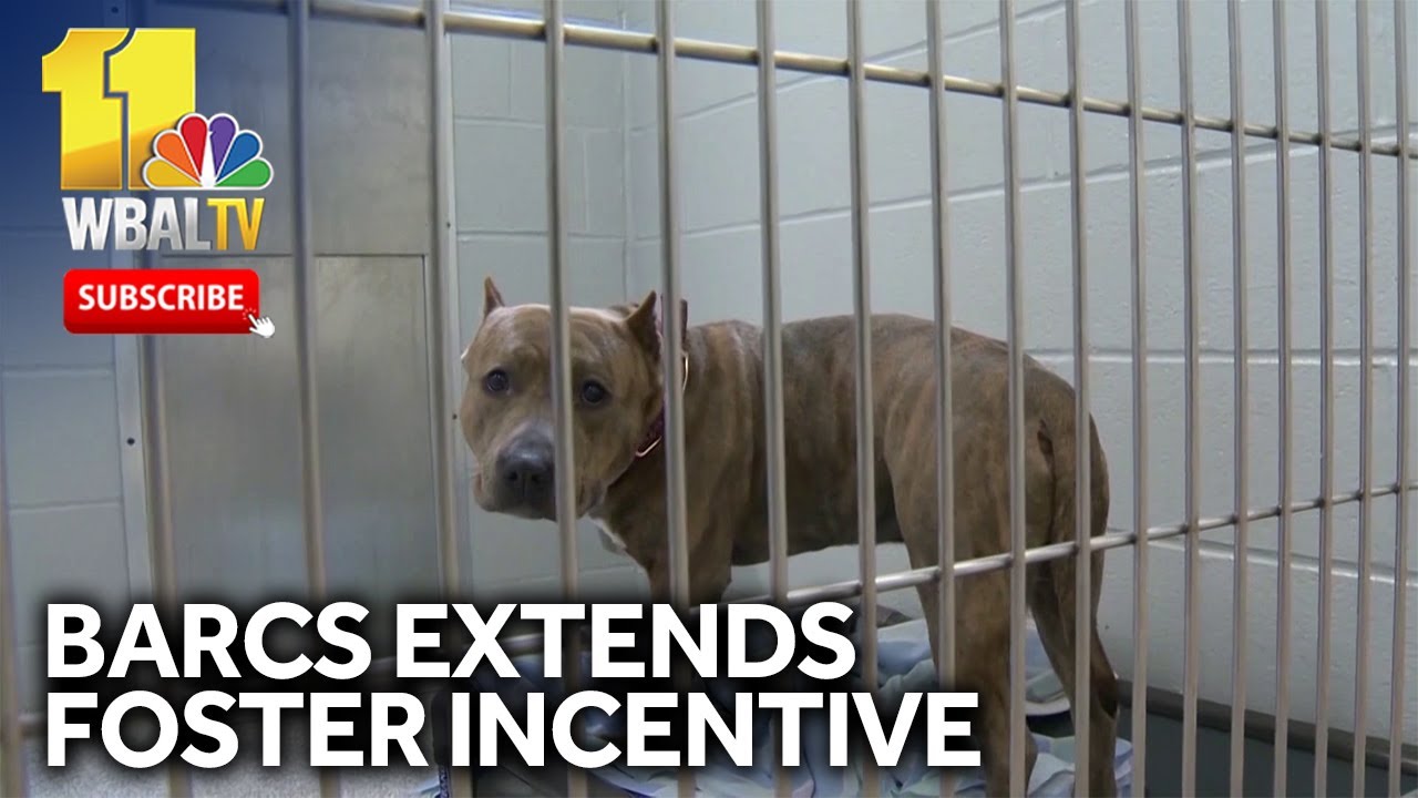 BARCS extends $200 foster incentive program