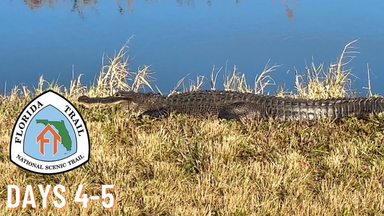 So many GATORS! | Florida Trail Days 4-5