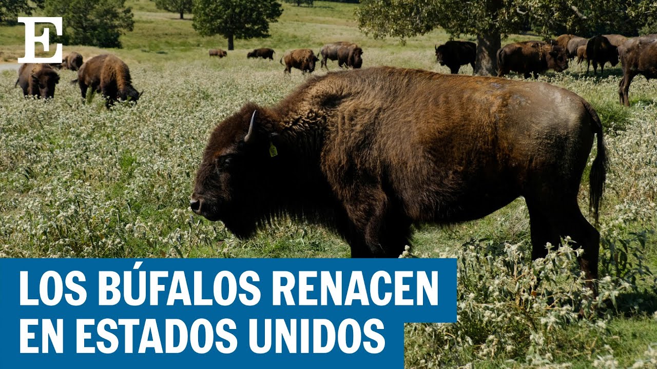 Tribus ind&iacute;genas rescatan a los bisontes de la extinci&oacute;n en Estados Unidos | EL PA&Iacute;S
