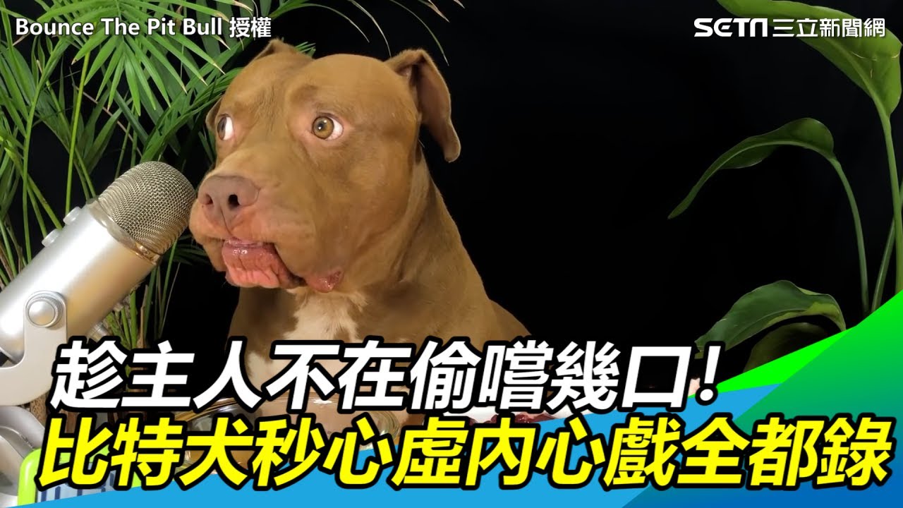 趁主人不在偷嚐幾口！比特犬秒露心虛眼神內心戲全都錄｜@setn