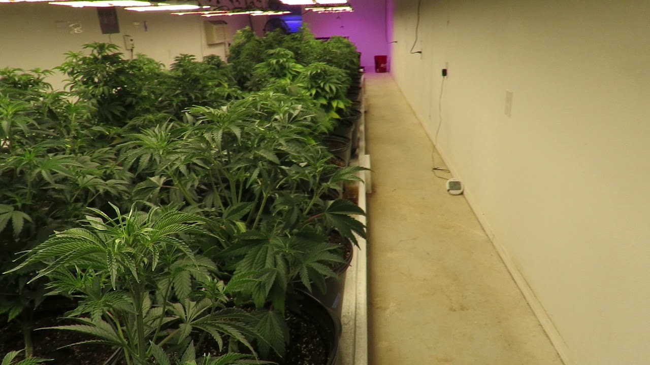 Ethos seeds under Spider Farmers First day Veg 2-15-21