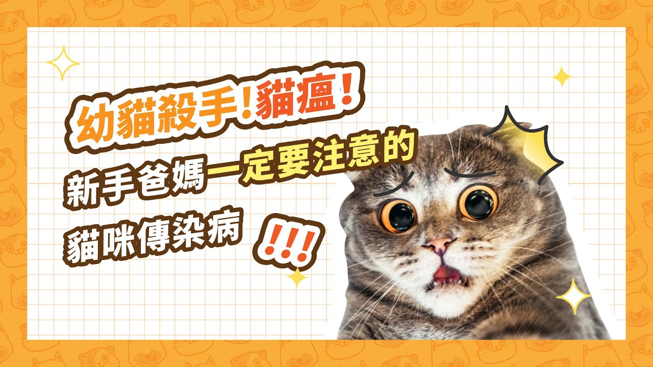 幼貓殺手! 可怕的「貓瘟」，剛收編的貓咪一定要注意的貓咪傳染病｜星巴哈尼