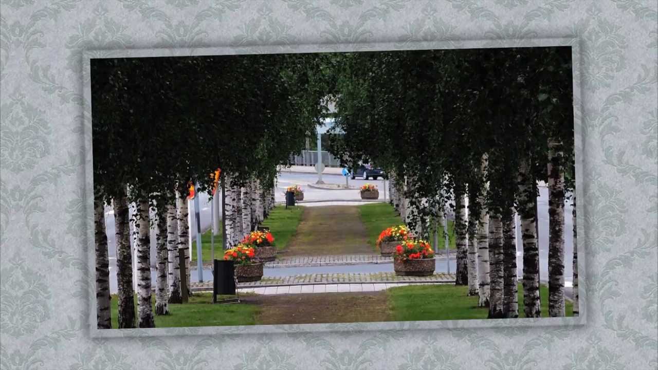 84. The beautiful birch alley of Iisalmi