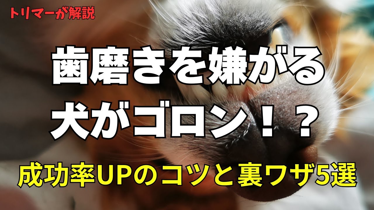 歯磨きを嫌がる犬がゴロン！？成功率UPのコツと裏ワザ5選