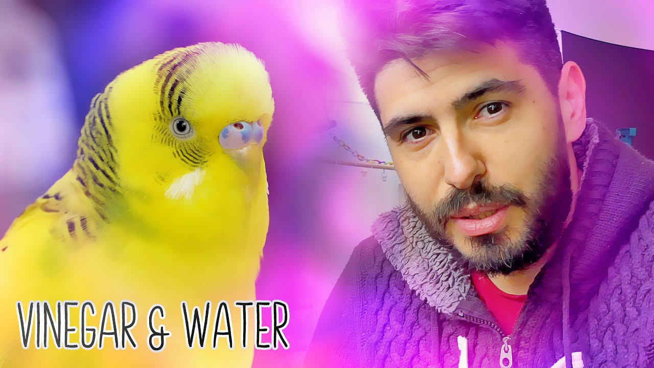 How to Clean & Disinfect a Bird Cage?