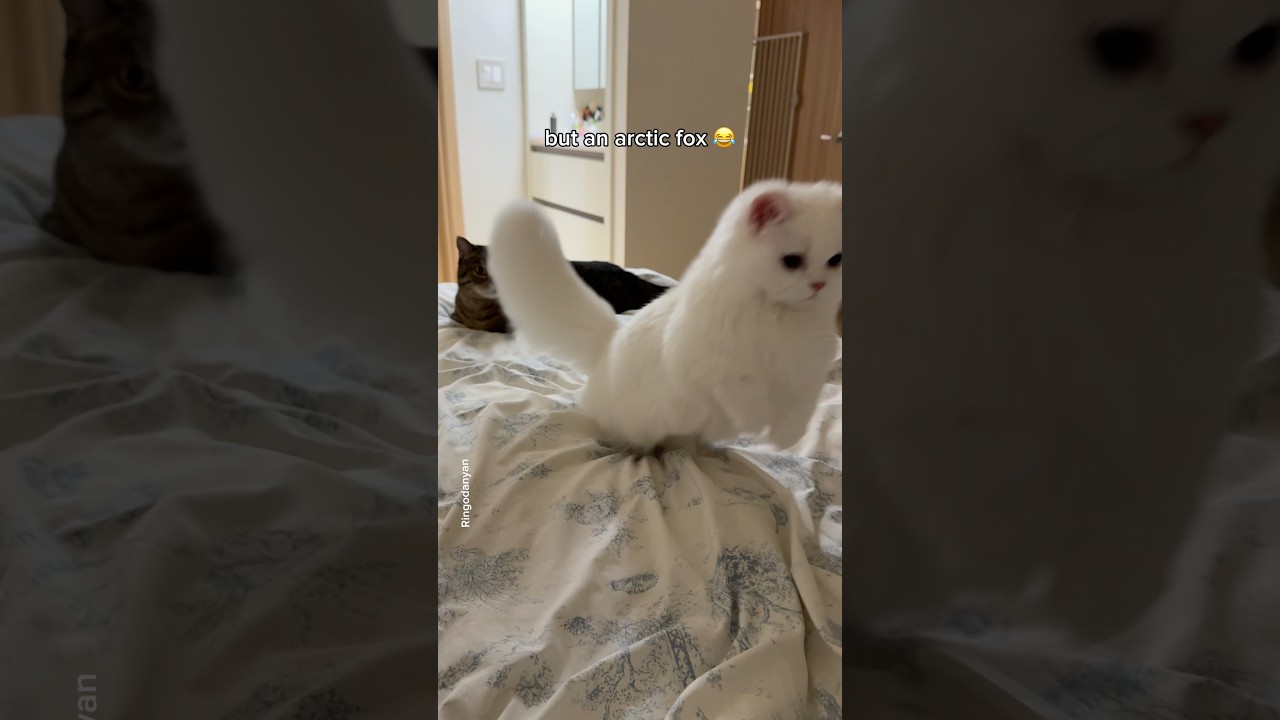 Oops, I adopted an arctic fox, not a cat!🦊🤍 #shorts #cat #funny