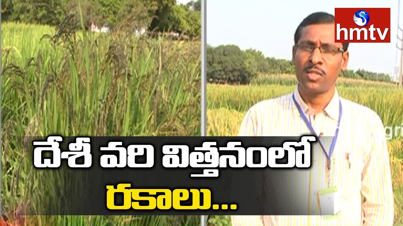 Desi Paddy Varieties | Krishi Vigyan Kendra, Jammikunta  | hmtv