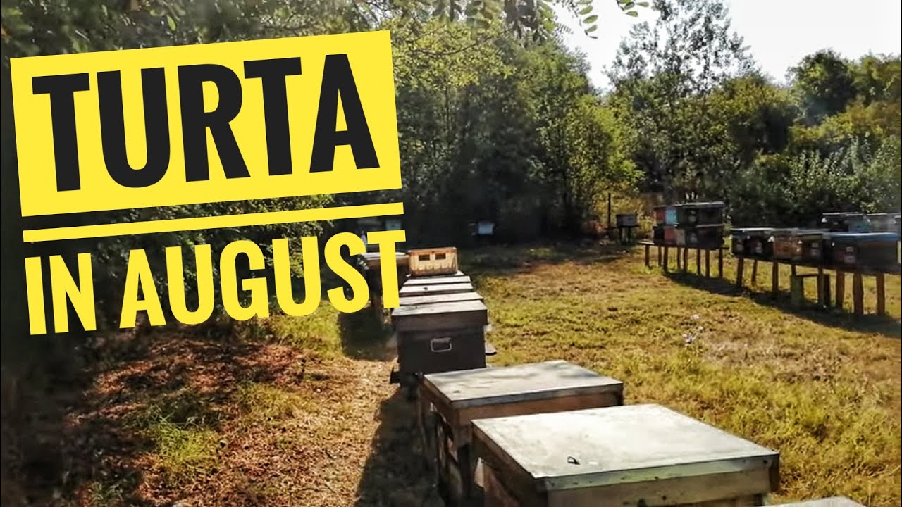 TURTA PROTEICA ÎN AUGUST ?
