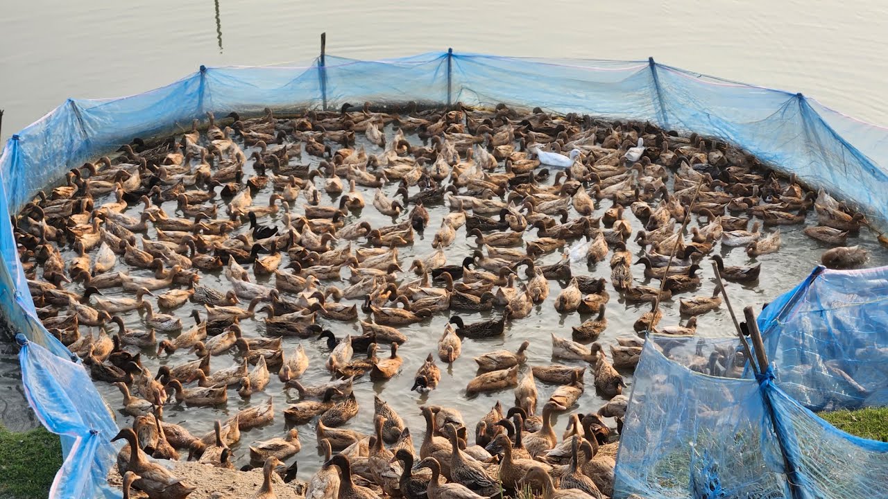 হাঁস পালন করে ভাগ্য বদলালেন তরুণ জোবায়ের হোসেন | বিরামপুর দিনাজপুর।