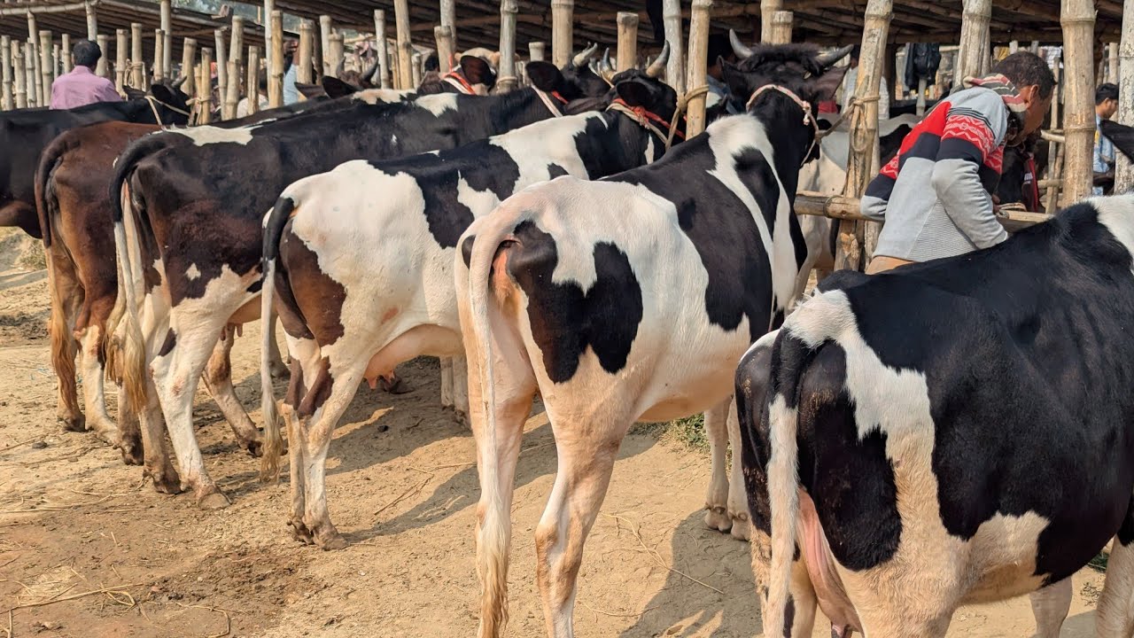 সরাসরি হাট থেকে বাচ্চা সহ রানিং ১২ থেকে ১৮ লিটার দুধের গাভী কিনুন একদম সীমিত পানির দামে।। 