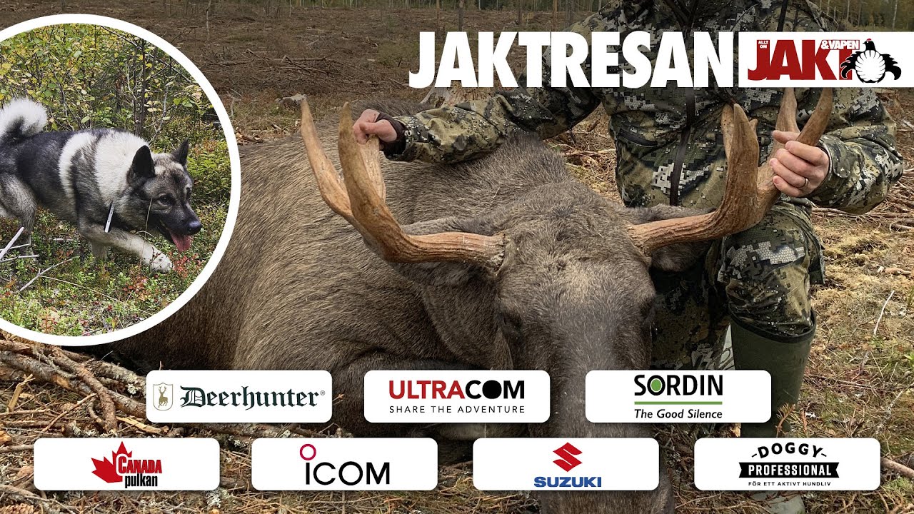 Jaktresan: &Auml;lgpremi&auml;r i H&ouml;ga Kusten